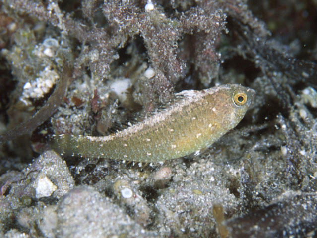 Leptoscarus vaigiensis